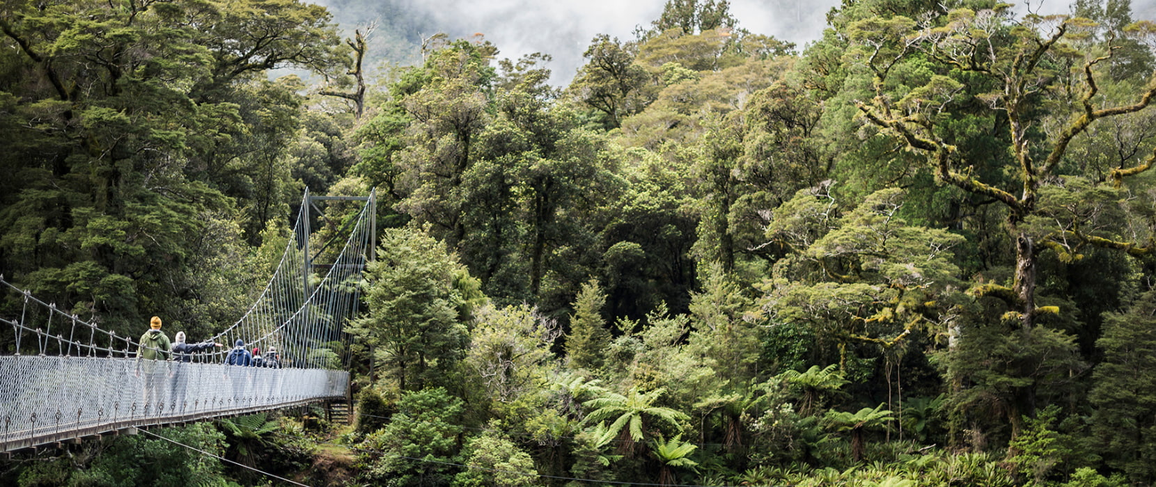 Swing bridge across river with native bush